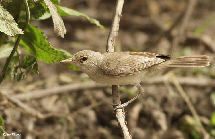 . Olivaceous Warbler Hippolais pallida    Ramot ,Golan 04-05-13  Lior Kislev